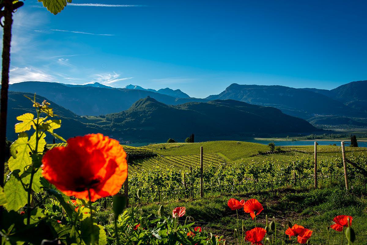 Mohnblumen und Weinberge